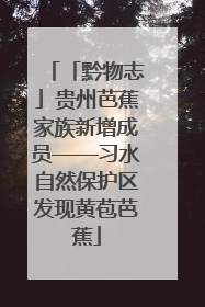 「黔物志」贵州芭蕉家族新增成员——习水自然保护区发现黄苞芭蕉