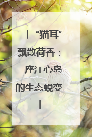 “猫耳”飘散荷香：一座江心岛的生态蜕变