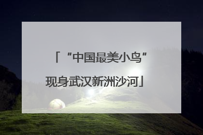 “中国最美小鸟”现身武汉新洲沙河