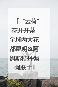“云荷”花开并蒂 全球两大花都昆明&阿姆斯特丹强强联手