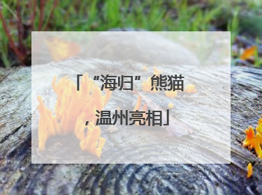 “海归”熊猫，温州亮相