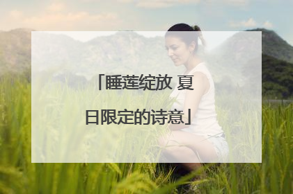 睡莲绽放 夏日限定的诗意