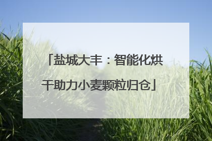 盐城大丰：智能化烘干助力小麦颗粒归仓