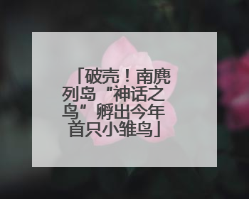 破壳！南麂列岛“神话之鸟”孵出今年首只小雏鸟