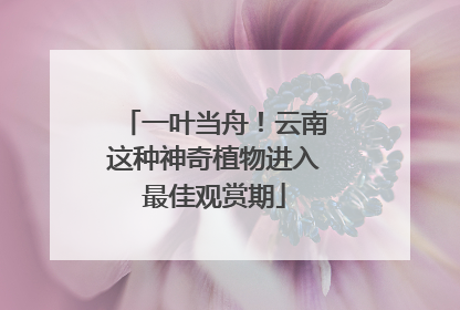 一叶当舟！云南这种神奇植物进入最佳观赏期