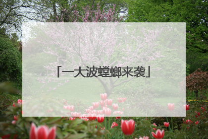 一大波螳螂来袭
