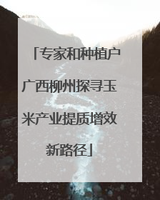 专家和种植户广西柳州探寻玉米产业提质增效新路径
