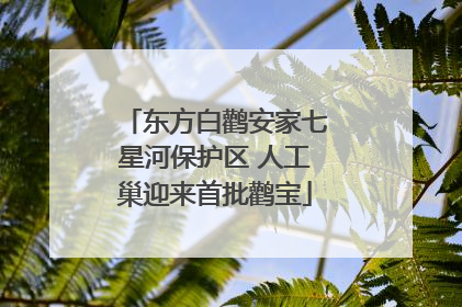 东方白鹳安家七星河保护区 人工巢迎来首批鹳宝