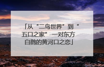 从“二鸟世界”到“五口之家” 一对东方白鹳的黄河口之恋