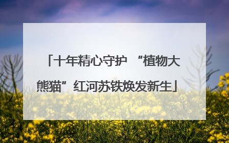 十年精心守护 “植物大熊猫”红河苏铁焕发新生