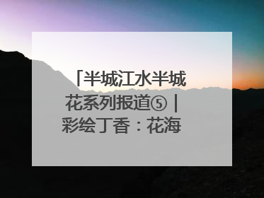 半城江水半城花系列报道⑤｜彩绘丁香：花海映照一座城