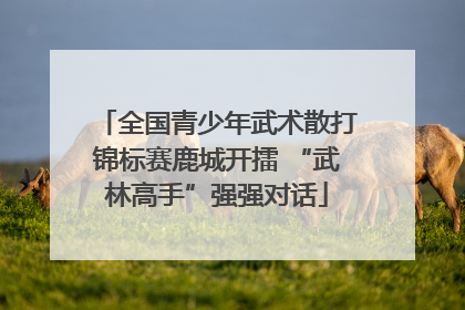 全国青少年武术散打锦标赛鹿城开擂 “武林高手”强强对话