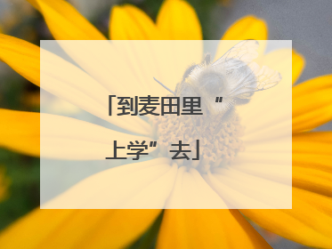 到麦田里“上学”去