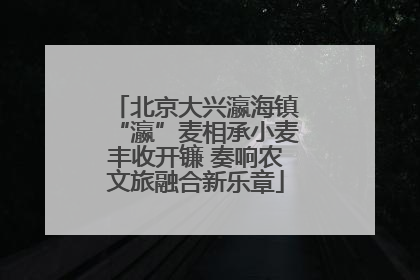 北京大兴瀛海镇“瀛”麦相承小麦丰收开镰 奏响农文旅融合新乐章