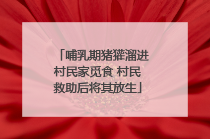 哺乳期猪獾溜进村民家觅食 村民救助后将其放生