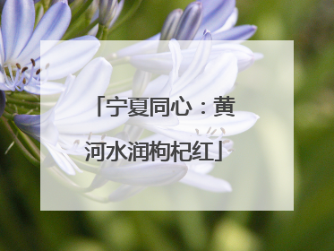 宁夏同心：黄河水润枸杞红