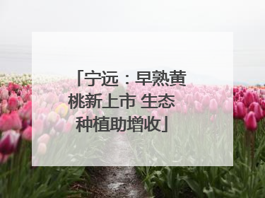 宁远：早熟黄桃新上市 生态种植助增收
