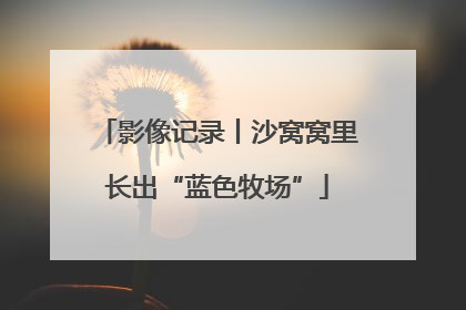 影像记录丨沙窝窝里长出“蓝色牧场”