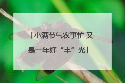 小满节气农事忙 又是一年好“丰”光