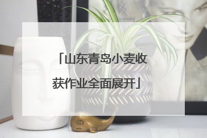 山东青岛小麦收获作业全面展开