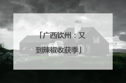 广西钦州：又到辣椒收获季