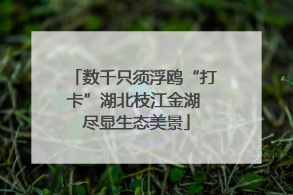 数千只须浮鸥“打卡”湖北枝江金湖 尽显生态美景