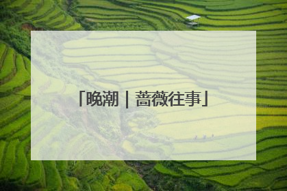 晚潮｜蔷薇往事