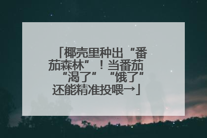 椰壳里种出“番茄森林”！当番茄“渴了”“饿了”还能精准投喂→
