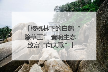 樱桃林下的白鹅“除草工” 奏响生态致富“向天歌”