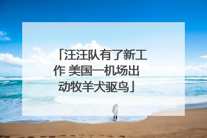 汪汪队有了新工作 美国一机场出动牧羊犬驱鸟