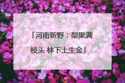 河南新野：梨果满枝头 林下土生金