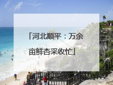河北顺平：万余亩鲜杏采收忙