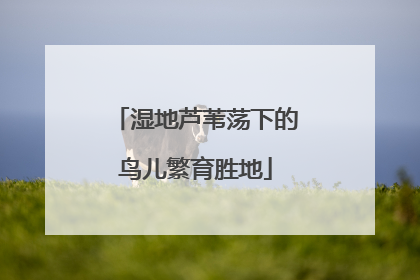 湿地芦苇荡下的鸟儿繁育胜地