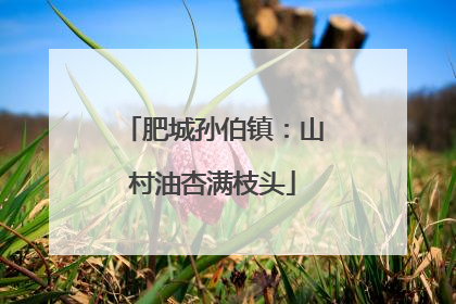 肥城孙伯镇：山村油杏满枝头