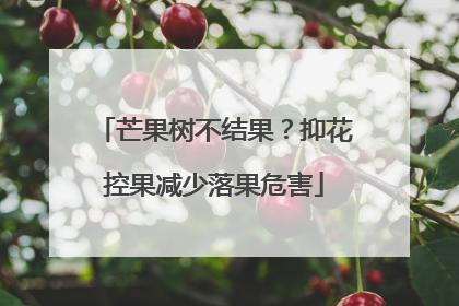 芒果树不结果？抑花控果减少落果危害