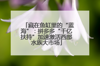 藏在鱼缸里的“蓝海”：拼多多“千亿扶持”加速激活西部水族大市场