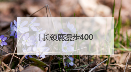 长颈鹿漫步400米完成动物园里的“非洲迁徙” 红山森林动物园完成怀孕长颈鹿步行转运