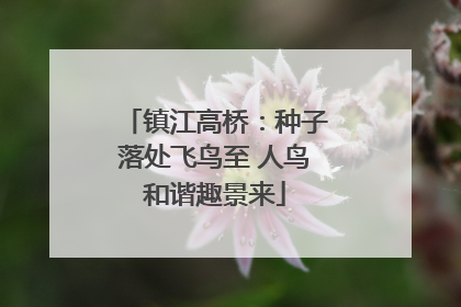 镇江高桥：种子落处飞鸟至 人鸟和谐趣景来