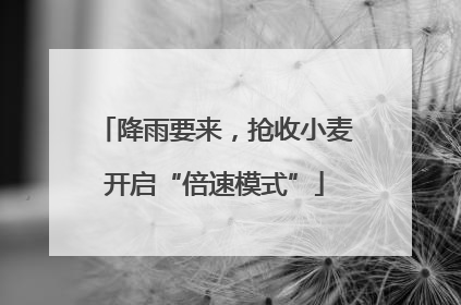 降雨要来，抢收小麦开启“倍速模式”