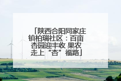 陕西合阳同家庄镇柏瑞社区：百亩杏园迎丰收 果农走上“杏”福路