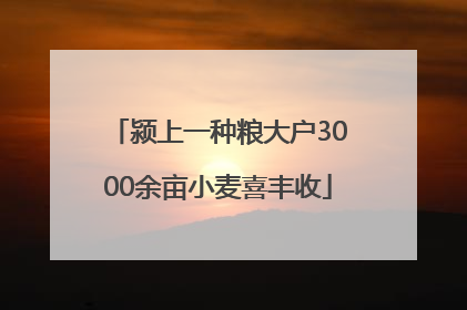 颍上一种粮大户3000余亩小麦喜丰收