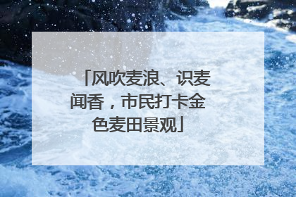 风吹麦浪、识麦闻香，市民打卡金色麦田景观