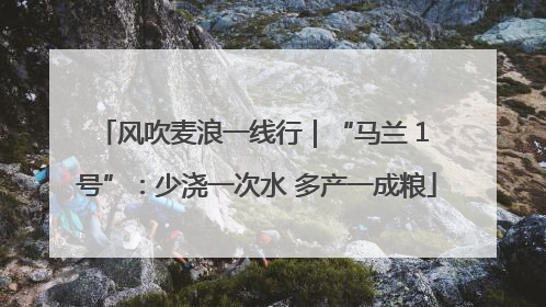 风吹麦浪一线行｜“马兰 1 号”：少浇一次水 多产一成粮