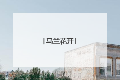 马兰花开