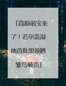 高原萌宝来了！若尔盖湿地首批黑颈鹤雏鸟破壳