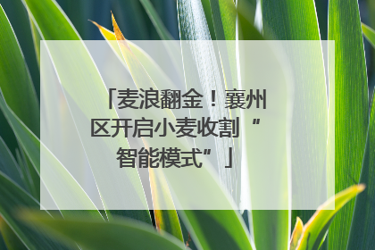 麦浪翻金！襄州区开启小麦收割“智能模式”