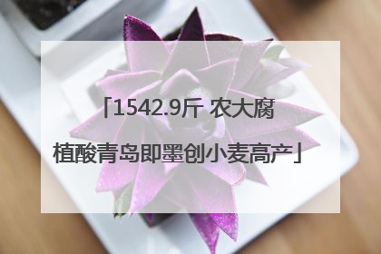 1542.9斤 农大腐植酸青岛即墨创小麦高产